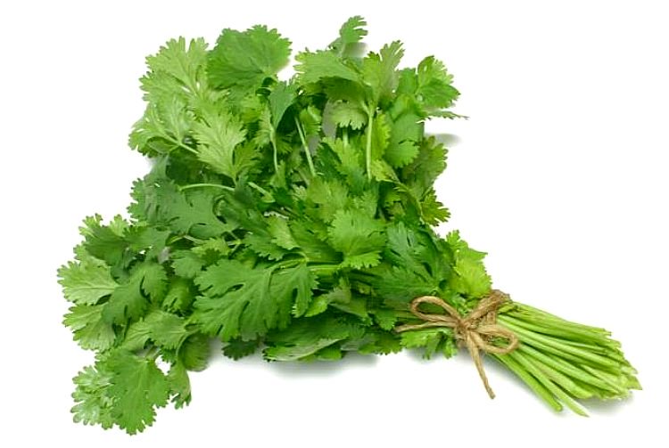 Cilantro Unidad
